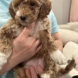 Mini Golden Doodle Puppies for Adoption in Park Ridge, il