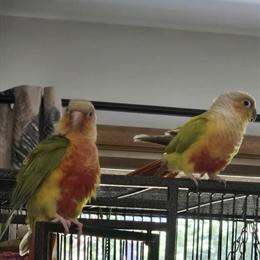 Green Cheek Conures - Make an Offer in Midland, mi