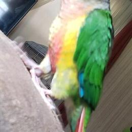 Green Cheek Conure, 1 Year Old, Unsexed in Hickory, nc