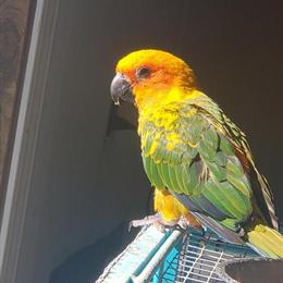 5 Month Old Sun Conure Looking for a New Home in Hickory, nc