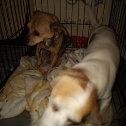 Free male and female dogs looking for a forever home in Detroit, mi