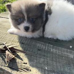 Pomeranian Puppy for Sale in Clinton Township, mi