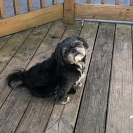 Shih Tzu Stud Service Available in Toledo, oh