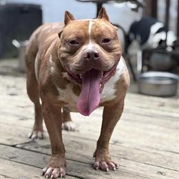 American Bully Puppies Available for Adoption in New Castle, de