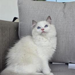 Blue Bicolor Ragdoll Female Kitten for Adoption in North Port, fl