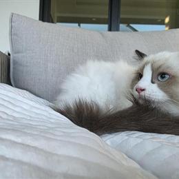 Ragdoll Female Kitten - Seal Bicolor, Spayed, TICA Registered in North Port, fl