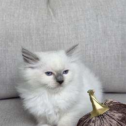 Blue Mitted Ragdoll Male Kitten for Adoption in North Port, fl