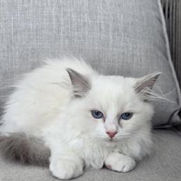 Blue Ragdoll Female Kitten Available in North Port, fl