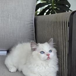 Blue Bicolor Ragdoll Female Kitten for Adoption in North Port, fl