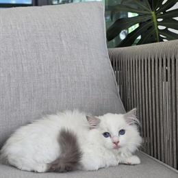 Blue Bicolor Ragdoll Female Kitten for Adoption in North Port, fl