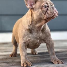 5 Month Old Bling Daughter for Adoption in Richmond, va