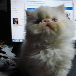 Himalayan Kittens with European Roots Looking for Loving Homes in Irmo, sc