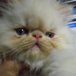 Himalayan Kittens Available - Only 2 Left! in Irmo, sc