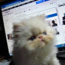 Himalayan Kittens Seeking Loving Homes in Irmo, sc