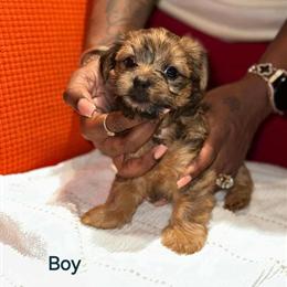 Yorkshire Terrier Puppies Ready to Go in Charlotte, nc