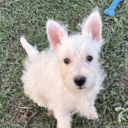 West Highland White Terrier Puppies Available in Davenport, ia
