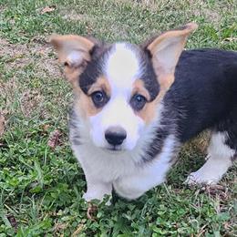 AKC Pembroke Welsh Corgi Puppy Available in Mount Pleasant, ia