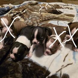 Boston Terrier Puppies for Adoption in Decatur, mi