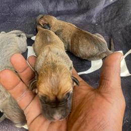 Cane Corso Puppies Available Now in Columbus, oh