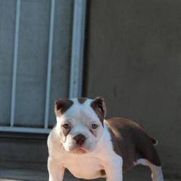 American Bully Puppies for Sale in Detroit, mi