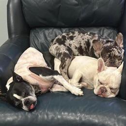 1 Year Old Female Chocolate Merle French Bulldog for Pet or Breeding in Chattanooga, tn