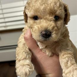 Toy Poodle Puppies Available in Quincy, mi