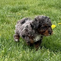 Toy Poodle Stud Service - AKC Registered Male in Quincy, mi