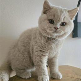 British Shorthair Kittens Available Now in Fort Lauderdale, fl