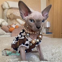 Sphynx Kittens Available Now with Health Guarantee in Fort Lauderdale, fl