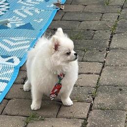 Pomeranian Teddy Bear, 1 Year Old, Perfect Stud in Apex, nc