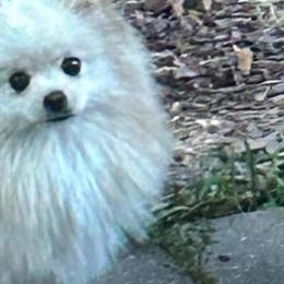 Pomeranian Female - Small 7 lbs, Potty Trained, Ready for a Loving Home in Apex, nc