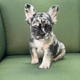 Fluffy French Bulldog Available Now with Shots in Jacksonville, fl