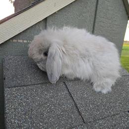 Holland Lops for Sale - 12 Weeks Old in Orrville, oh