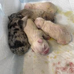 French Bulldog Puppies Available for Deposit in Houston, tx