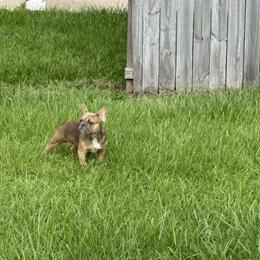 Blue Fawn Male Puppy Ready for a Loving Home in Houston, tx