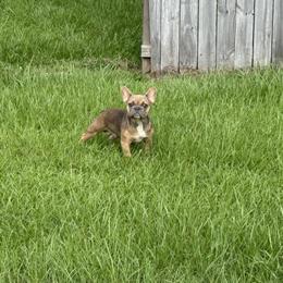 Blue Fawn Male Puppy Ready for Adoption in Houston, tx
