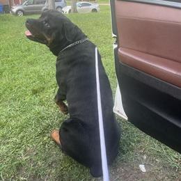 Stud Male Rottweiler Available in Rock Hill, sc