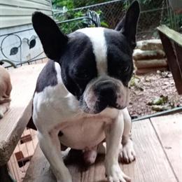 French Bulldog - Male, 6 Years Old, Playful and Loving in Marion, nc