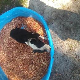 Rascaljeepredboy Puppies Ready in Jacksonville, fl