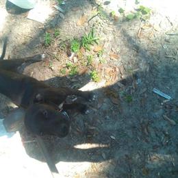 6 Month Female American Bully for Sale in Jacksonville, fl