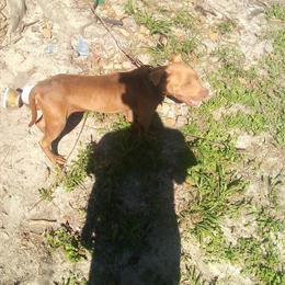 Hound Dogs for Sale in North Florida in Jacksonville, fl