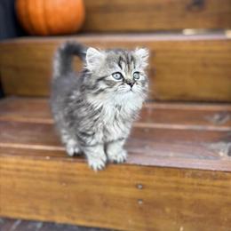 Persian Kittens Ready for Loving Homes in Wabash, in