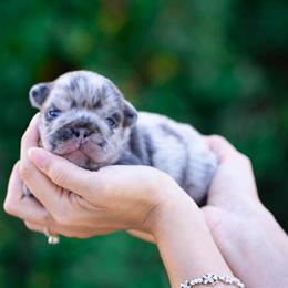 French Bulldog Fluffy in Fort Myers, fl