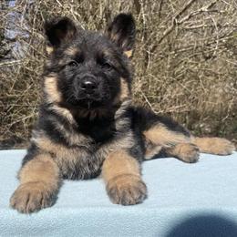 German Shepherd Puppies Available Now in Bailey, nc