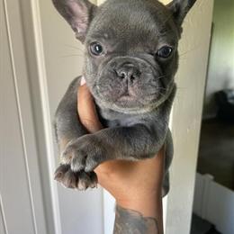 Fluffy Carriers for Sale in Oklahoma City, ok