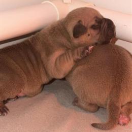 Male puppies ready in 4 weeks in Canton, oh