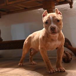 American Bully Puppies Available in Porterville, ca