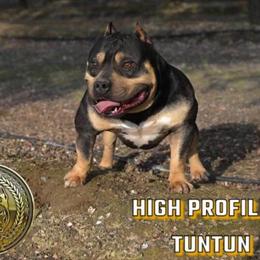 American Bully Stud Service Available in Porterville, ca