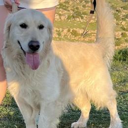 English Cream Golden Retriever Available for Loving Home in Porterville, ca