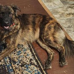 German Shepherd Chewy Looking for a Loving Home in New Hudson, mi